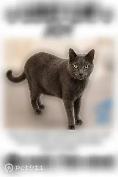 Lost cat, Hickory Branch Trail, 21674, Strongsville — answers to JOY - photo