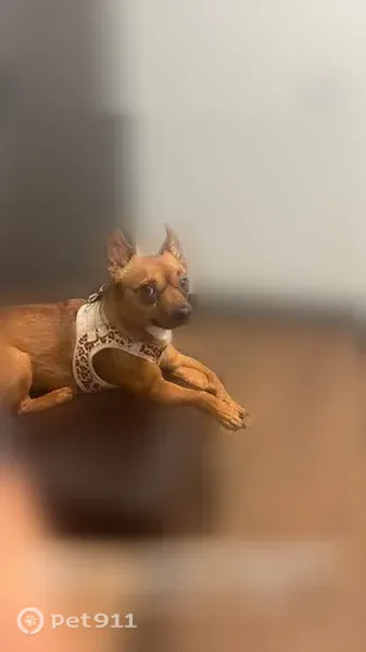 Lost dog, Cottonwood Parkway, 834, San Marcos, San Marcos — fawn dachshund/pinscher mix - photo