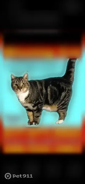 Lost male cat, Plymouth — white toes and a white vest - photo