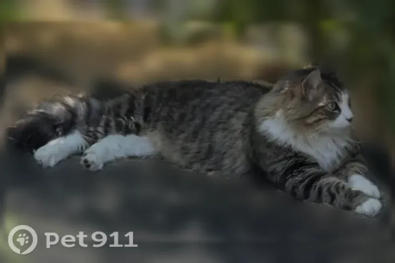 Lost male cat, Hunt Street, Mocksville, Yadkinville — gray with darker stripes and white paws - photo