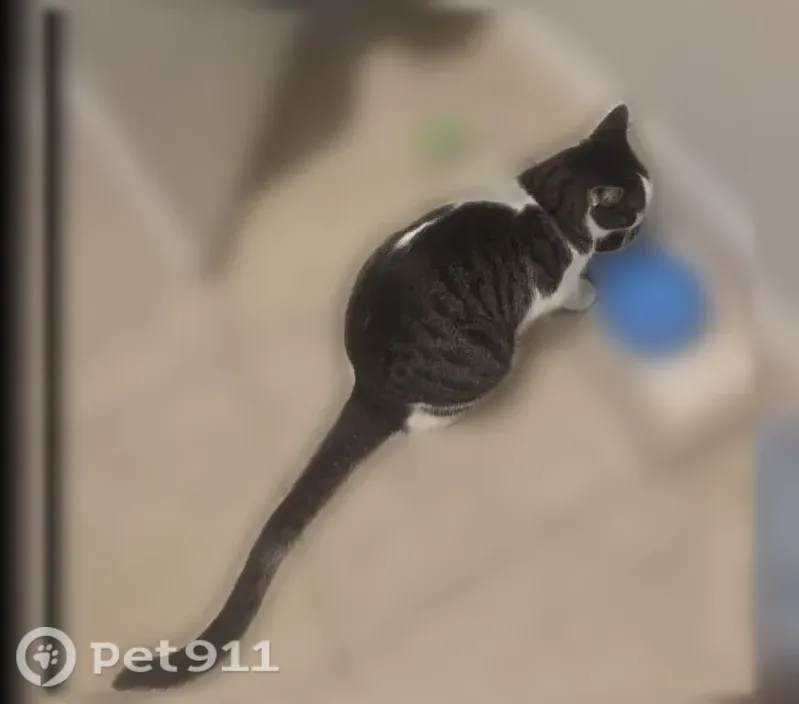 Lost male cat, Heartland Drive, Manor, Austin — green eyes and tabby markings - photo