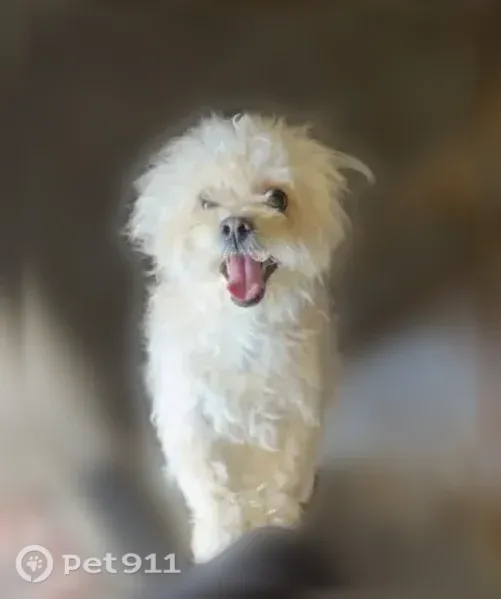 Lost dog, Brigid Street, 315, Lafayette — white male Pekapoo - photo