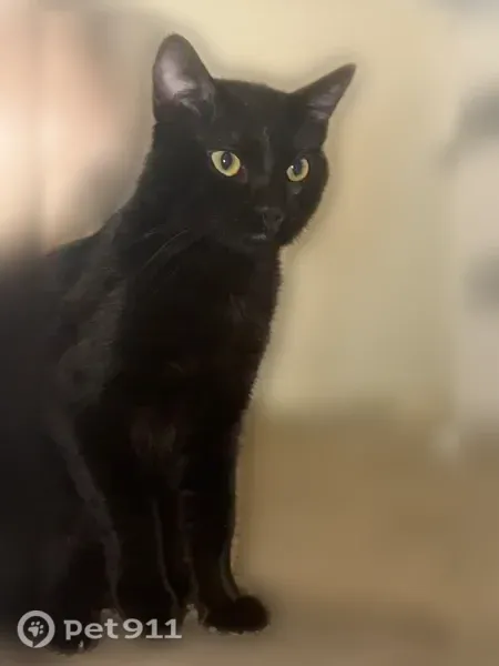 Lost cat, Wendy Drive, 865, Grand Prairie — neutered male with part of his left ear cut off - photo