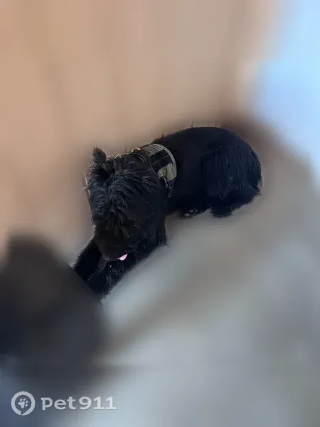 Lost male dog, Tree Lane, 5231, Ridge Manor — black - photo
