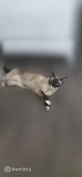 Lost cat, South Cherry Street, 1100, Tomball, Houston — female Siamese with white paws - photo