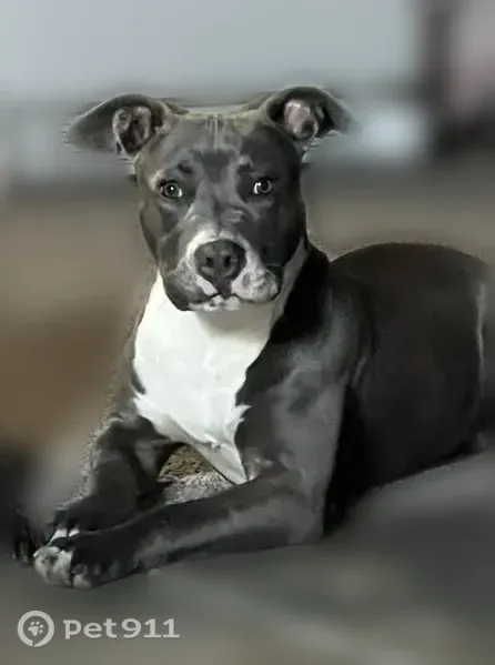 Lost dog, Montgomery Avenue, Stockton — male grey pit bull with white markings - photo