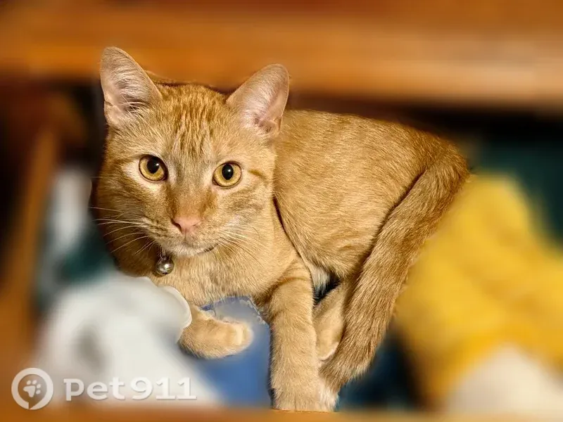 Lost Cat, male, West Marsh Street, 406, Buffalo — white chin and tail tip - photo