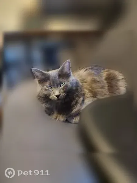 Lost cat, Aspen Avenue, 4350, Mesa — female with green eyes and fluffy gray coat - photo