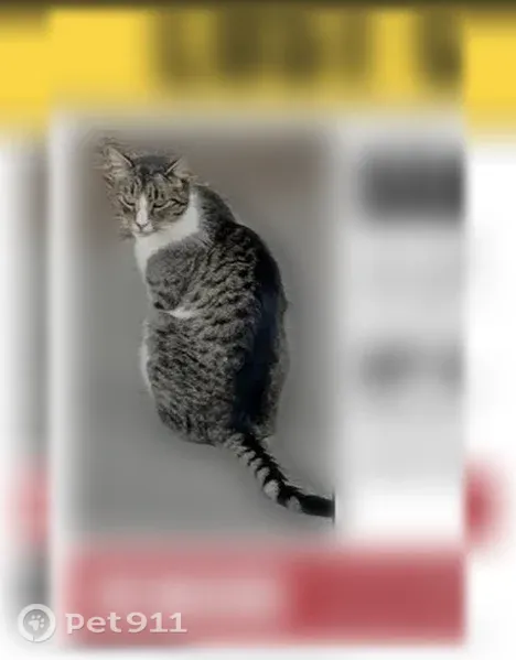 Lost cat, Danny Avenue, 5662, Cypress, Huntington Beach — male gray-and-white tabby - photo