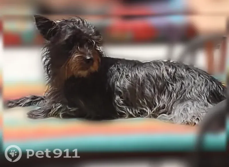 Lost Dog, Spring Hill, Florida, Windsor — female with big upright ears - photo