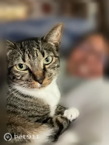 Lost female cat, Southwest North Dakota Street, 12505, Tigard, Portland — brown tabby with white chest and paws - photo