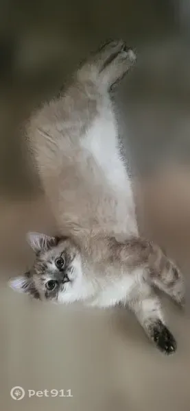 Lost cat, male, Archery Road Northwest, 460, Bemidji — blue eyes - photo