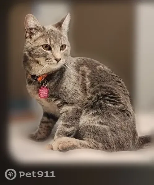 Lost cat, female, Barbeau Drive, 3257, Helena, Seattle — dark gray with soft tiger stripes - photo