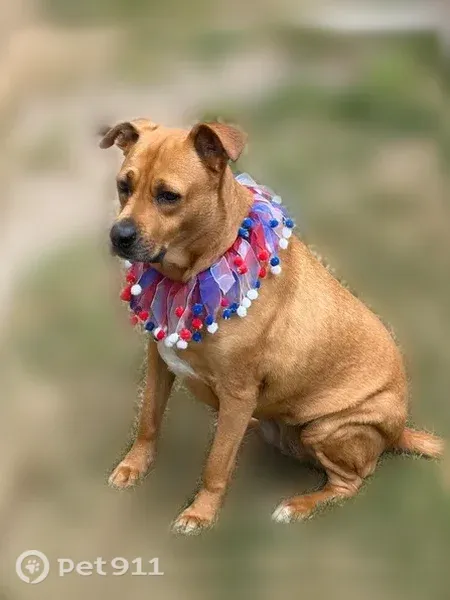 Lost female dog, 123rd Street Court Northwest, 3606, Gig Harbor, Port Orchard — golden coat, brown eyes - photo