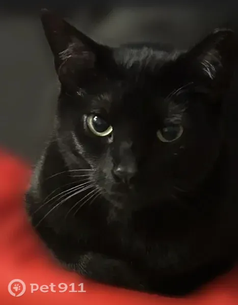 Lost cat, 17th Street, 348, St. Cloud — male, black coat, missing ear tip - photo