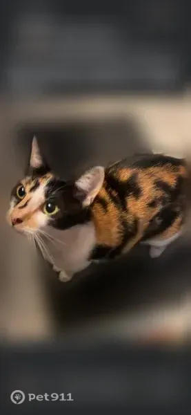 Lost cat, Basin Way, 22184, Redding, Anderson — 3 years old, female - photo