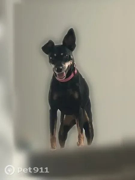 Lost female dog, Cloverleaf Parkway, 3100, Kannapolis — black and tan, 10 lbs - photo