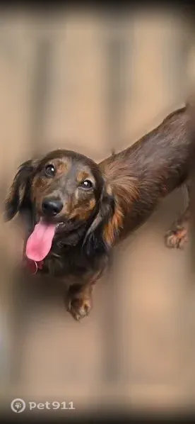 Lost male dog, Sherburne Avenue, 536, St. Paul — brindle Dachshund, 2 years old - photo