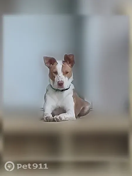 Lost dog, Hopewell, Tennessee, Atlanta — red and white, very shy female - photo
