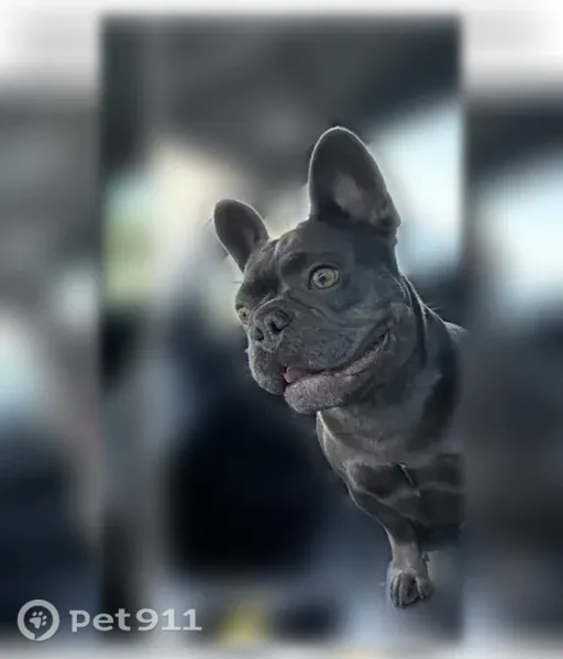 Lost female dog, Esperanza Drive, Fort Worth, Haslet — gray Frenchie Lola - photo