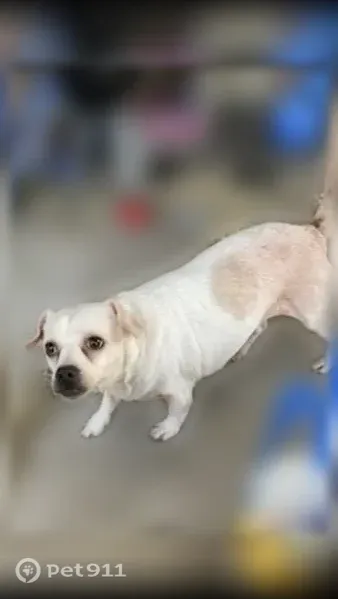 Lost dog, male, South Stockton Street, 1751, Stockton — light brown spot on side - photo