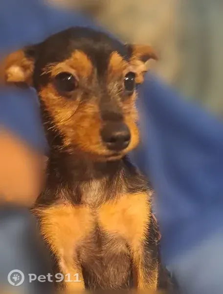 Lost female dog, Riceville Road, 4911, West Valley — Chihuahua puppy - photo