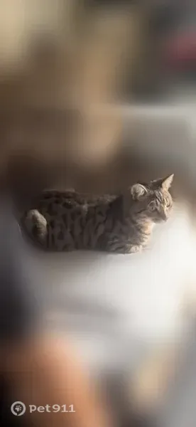 Lost cat, Burbridge Lane, 2034, Hilliard, Columbus — friendly male cat named Milo - photo