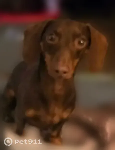 Lost dog, Danube Drive, 8305, West Paducah, Massac — male miniature dachshund - photo