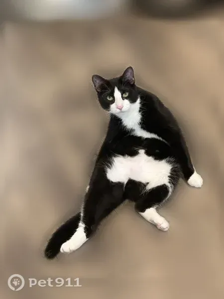 Lost cat, White Rock Drive, 1315, San Antonio — male tuxedo cat, shy at first - photo