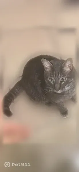 Lost cat, Capehart Drive, Laurel Bay, Charlotte — male, gray/white tabby with green eyes - photo