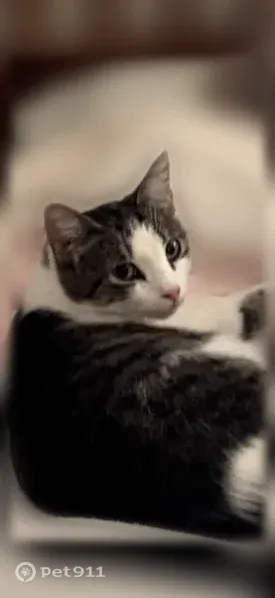 Lost cat, Old Plantation Court, 157, Winston-Salem — female white and gray tabby - photo