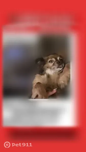 Lost dog, May Place, 632, Philadelphia — small dog with a white patch under his chin - photo