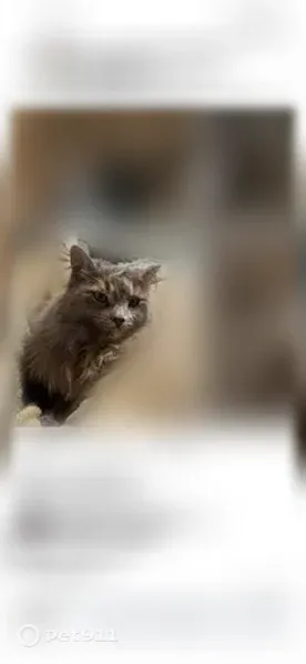 Lost cat, South Emerson Avenue, 2180, Idaho Falls — female, long-haired gray tortoiseshell - photo