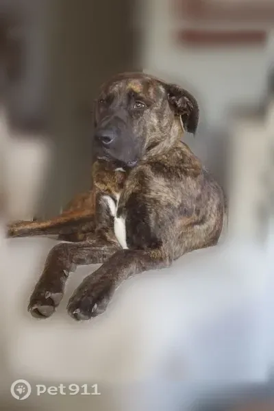 Lost dog, Old U.S. 81, 801, McPherson, McPherson — male, black-brown brindle - photo