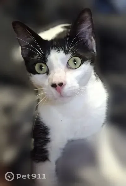Lost cat, West Iowa Avenue, 4719, Tampa — male - photo