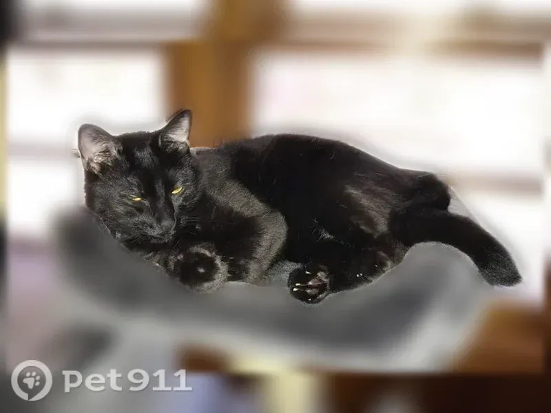 Lost male cat, Holmes Avenue Northwest, 4700, Huntsville — black fur with a white neck spot - photo