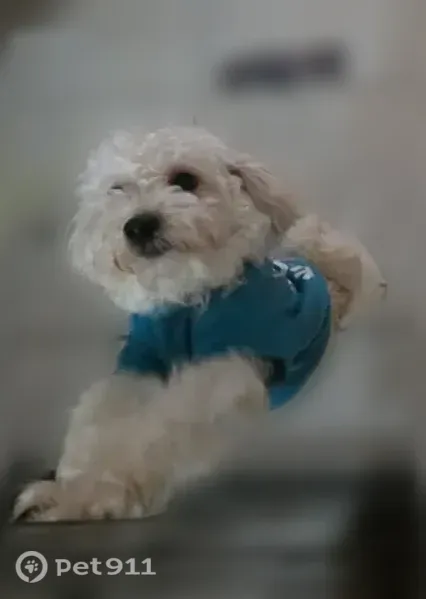 Lost male dog, Century 21 Drive, Jacksonville — small white dog - photo