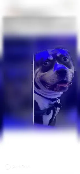 Lost dog, male, Northeast 24th Street, 1675, Oklahoma City — XL pitty with white socks - photo