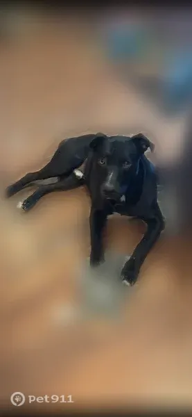 Lost dog, North Rockwell Avenue, Bethany — male with black coat and gold eyes - photo
