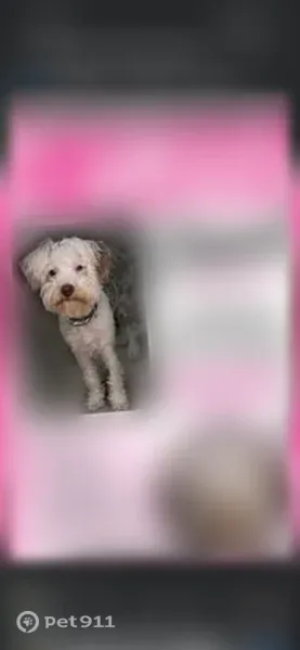 Lost dog, female, South Greenwood Avenue, 145, Ware Shoals, Ware Shoals — different-colored eyes - photo