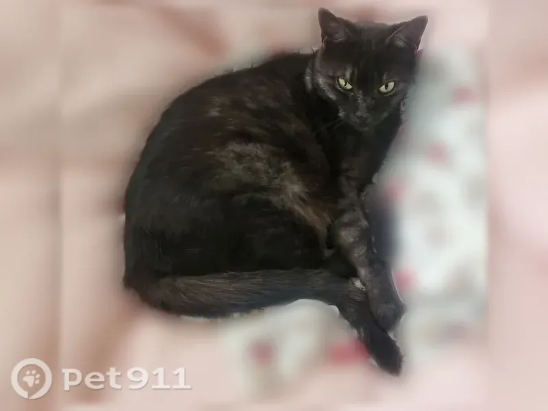Lost female cat, East Oakview Place, Alamo Heights — shy with strangers, microchipped - photo