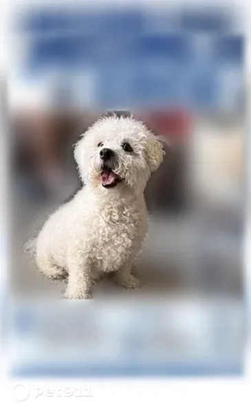Lost dog, Jalna Boulevard, 927, London — male, white - photo