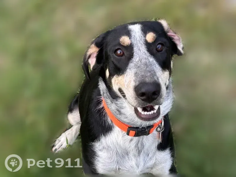 Lost dog, male, Arrow Head Lane, Palmyra — curled tail and white face - photo