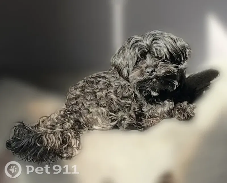 Lost dog, Alcott Street, 639, Philadelphia — responds to “chicken” - photo