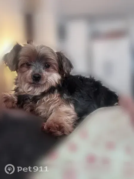 Lost dog, 10th Avenue, 403, Spring Lake Heights — female Yorkie, 11 lb - photo