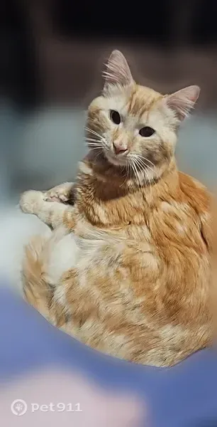Lost male cat, Waldo Street, Rumford, Bethel — neurological issues - photo