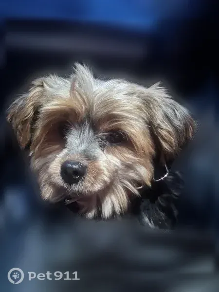 Lost female dog, 10th Avenue, 403, Spring Lake Heights — 11 lb Yorkie - photo