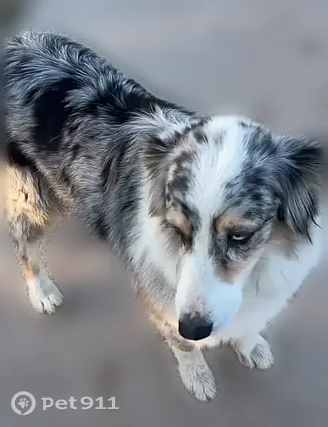 Lost dog, female, North Brawley Avenue, 2665, Fresno — one blue eye, bobbed tail - photo