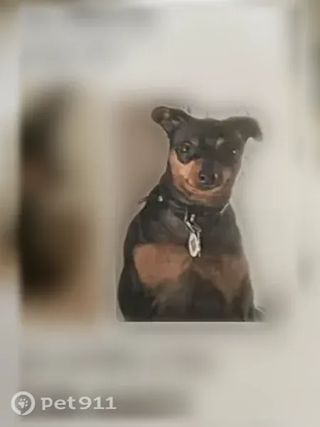 Lost dog, Northeast 110th Avenue, East Bronson — female with a black leather collar - photo