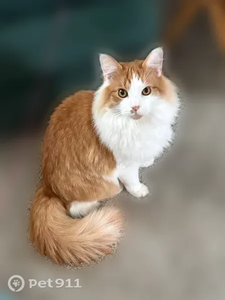 Lost cat, Olympic Road, Baldwin — medium-haired male, white and orange - photo